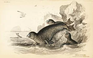 Carnivora Collection: Common seal, Phoca vitulina
