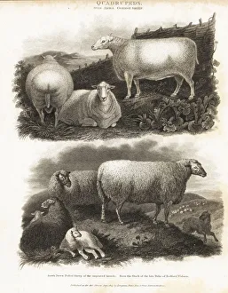 Quadruped Prints: Common sheep and South Down polled sheep, Ovis aries