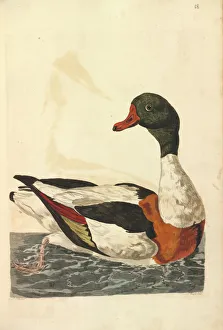 Anatidae Gallery: Common Shelduck