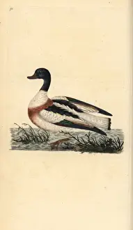London Prints: Common shelduck, Tadorna tadorna