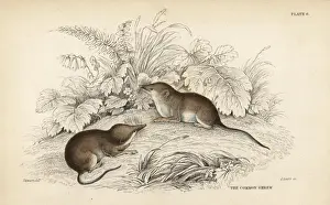 Common shrew, Sorex araneus