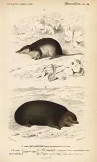 Universel Prints: Common shrew, Sorex araneus, and Cape golden