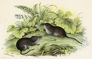Common Shrews