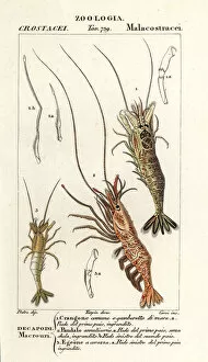 Images Dated 28th March 2020: Common shrimp, pink shrimp