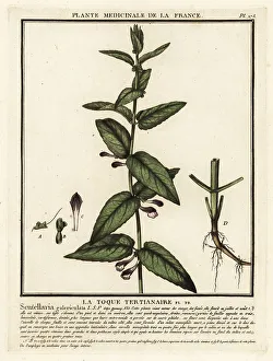 Plante Medicinale De La France Prints: Common skullcap, Scuttelaria galericulata