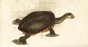 Amphibia Collection: Common snake-necked turtle, Chelodina longicollis