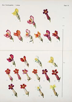 The John Innes Centre Collection: Common snapdragon (Antirrhinum majus) colour variation