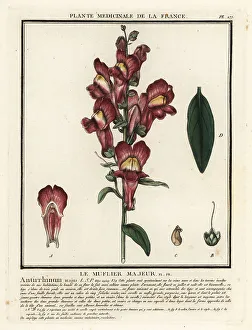 Common snapdragon, Antirrhinum majus