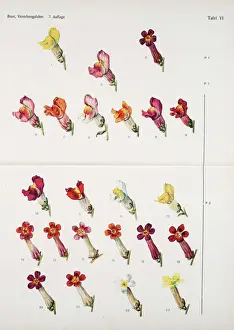 Common snapdragon (Antirrhinum majus) colour variation