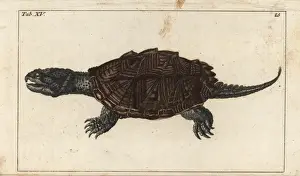 Encyclopediaofnaturalhistory Amphibia Prints: Common snapping turtle, Chelydra serpentina
