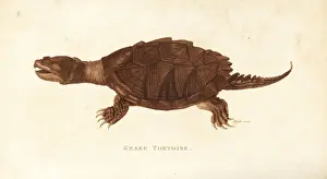 Turtle Prints: Common snapping turtle, Chelydra serpentina