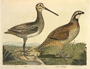 Alexander Wilson Gallery: Common Snipe