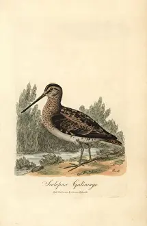 Snipe Prints: Common snipe, Gallinago gallinago