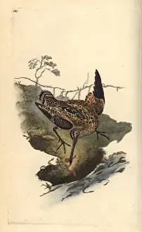 Common snipe, Gallinago gallinago, catching a worm