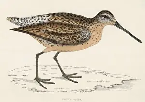 Snipe Prints: Common Snipe (Morris)