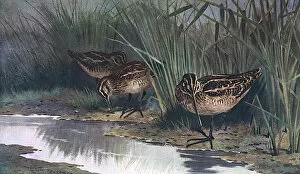Images Dated 3rd March 2016: Common Snipe (Thorburn)