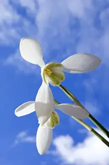Snowdrop Prints: Common Snowdrop - flowering plants - spring - March