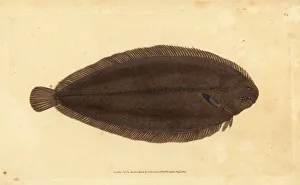 Sole Gallery: Common sole or Dover sole, Solea solea
