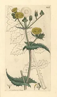 Thistle Prints: Common sow thistle, Sonchus oleraceus