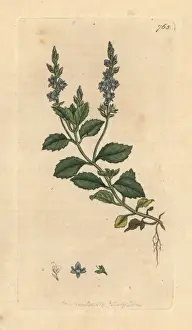 Veronica Prints: Common speedwell, Veronica officinalis