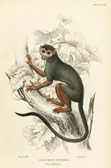 Common squirrel monkey, Saimiri sciureus