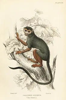 Naturalists Prints: Common squirrel monkey, Saimiri sciureus