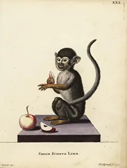 Common squirrel monkey, Saimiri sciureus