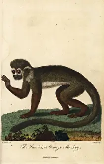 Common squirrel monkey, Saimiri sciureus