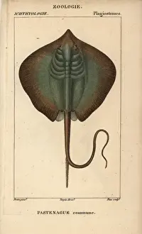 Pastinaca Prints: Common stingray, Dasyatis pastinaca