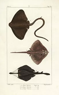 Raja Gallery: Common stingray, thornback ray, and clubnose guitarfish