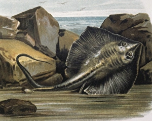 Chondrichthyes Collection: Common stingray(Trygon pastinaca). Engraving