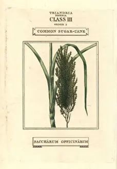 Officinarum Prints: Common sugarcane, Saccharum officinarum