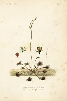 Maubert Gallery: Common sundew, Drosera rotundifolia