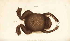 Eggs Prints: Common Suriname toad or star-fingered toad, Pipa pipa