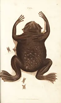 Common Suriname toad or star-fingered toad, Pipa pipa