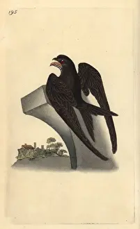 London Prints: Common swift, Apus apus