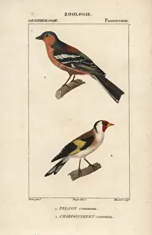 Croix Prints: Common swift, Apus apus, and common house martin