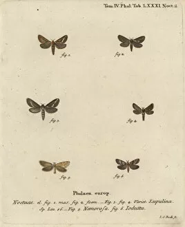 Schmetterlinge Collection: Common swift moth, gold swift and Pharmacis carna