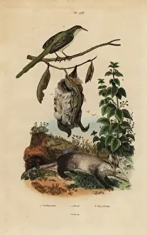 Rufa Prints: Common tailorbird, stinging nettle and aardvark