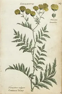 Joshuahamilton Prints: Common tansy, Tanacetum vulgare