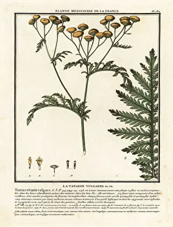 Colour Printing Prints: Common tansy, Tanacetum vulgare