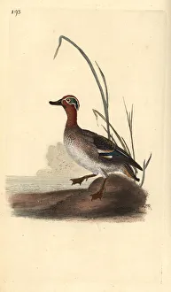 Anas Collection: Common teal, Anas crecca, male