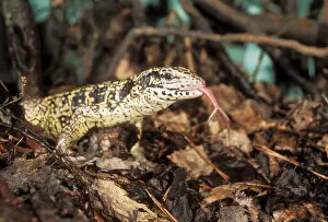 Amphibians Collection: Common Tegu LIZARD