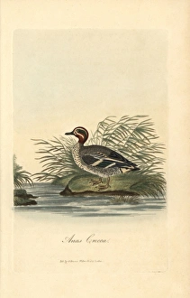 Anas Collection: Common tern, Sterna hirundo