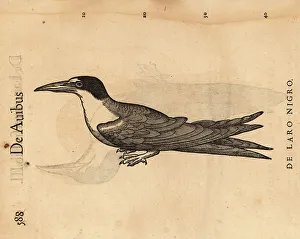 Ornithology Prints: Common tern, Sterna hirundo
