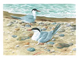 Parry Prints: Common Terns British Birds Watercolour painting