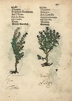 Adam Prints: Common thyme, Thymus vulgaris, and summer