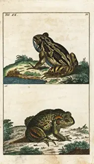 Common toad, Bufo bufo