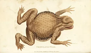 Rana Gallery: Common toad, Bufo bufo (Granulated toad, Rana ventricosa)