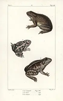 Lacepede Prints: Common toad, European green toad, and spadefoot toad